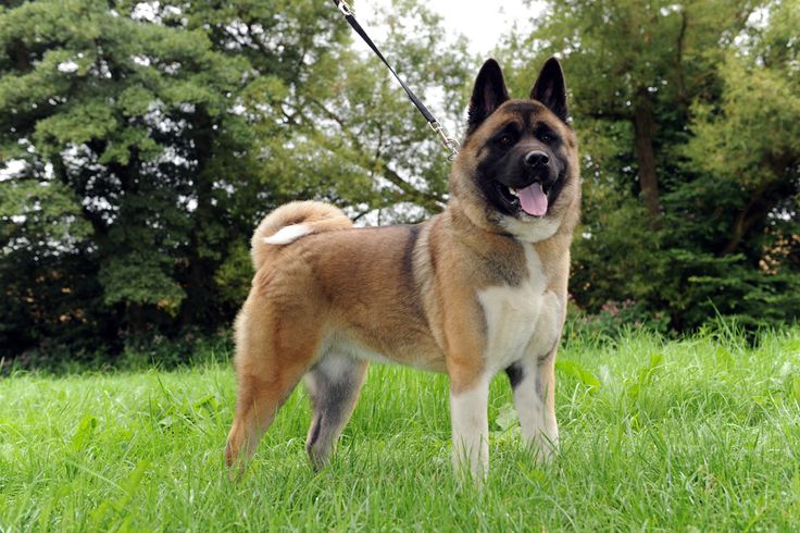 American Akita Japanese Akita Inu: