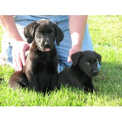 016277_F4N_8-week-old-standard-black-lab-and-miniature-brother-same-litter.jpg