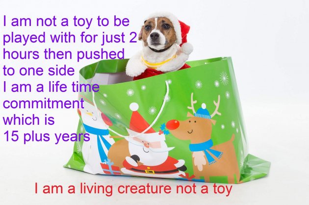 Dottie being used again for the Dogs are for life not just for Christmas poster