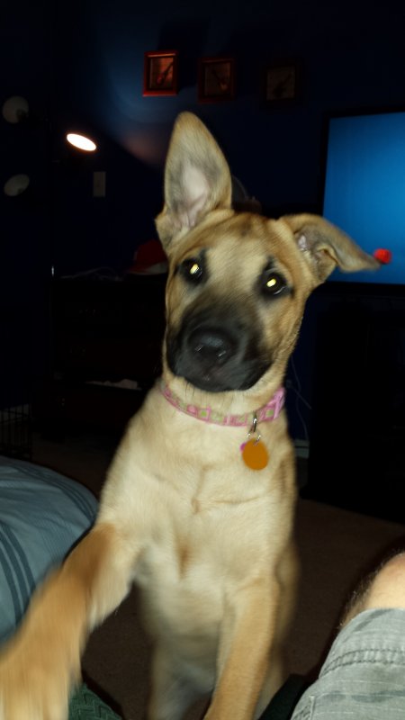 Belgian malinois best sale terrier mix