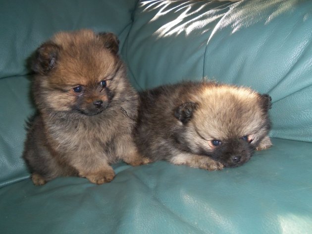 3 week old pomeranian puppies