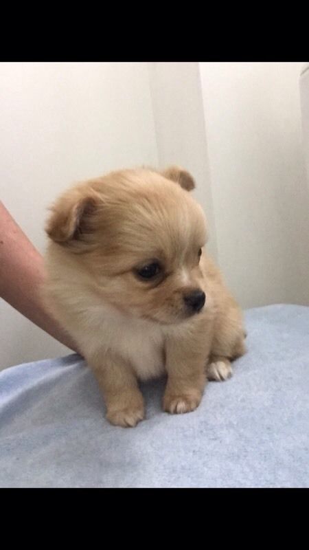 6 week pomeranian store puppy