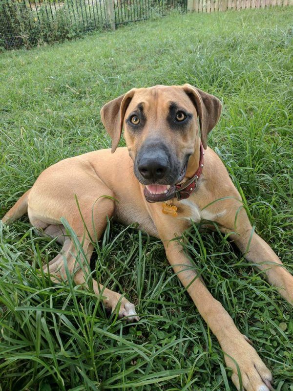 Black mouth cur mixed with clearance rhodesian ridgeback