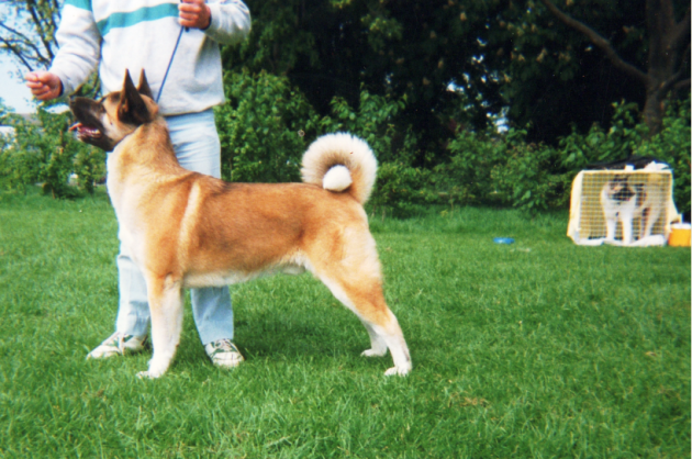 American best sale japanese akita