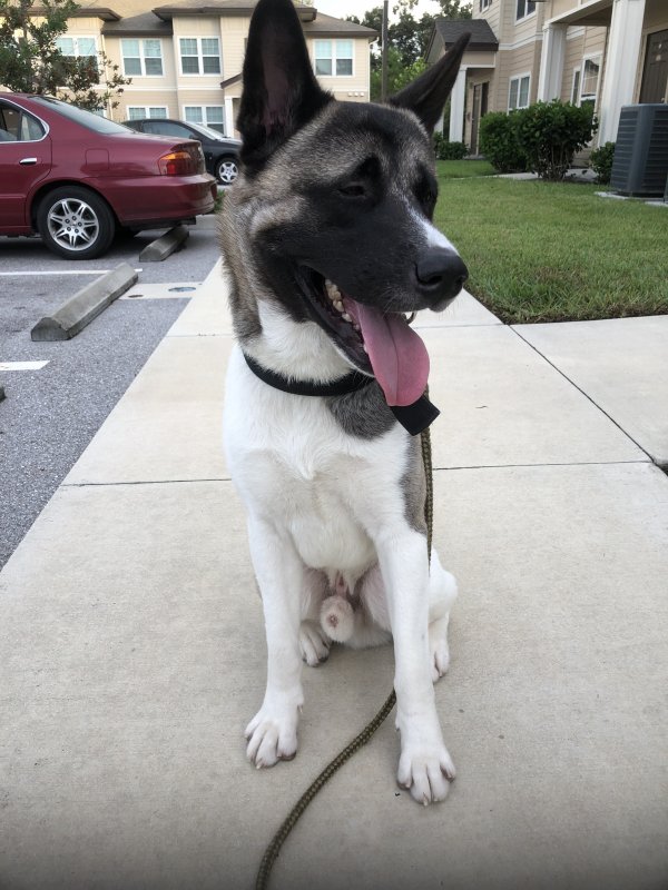 How big should I expect my American Akita to weigh at 2