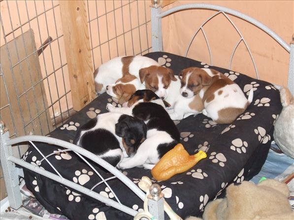 5sleepingpups.jpg