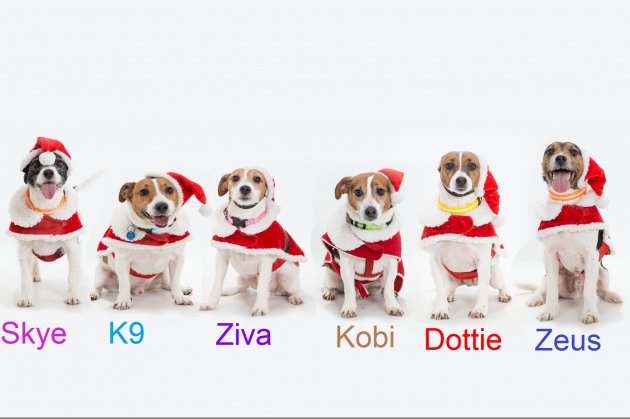 6 Santa Paws.jpg