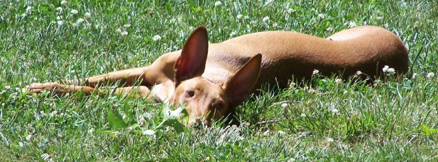 Baby Isis Sunning.jpg