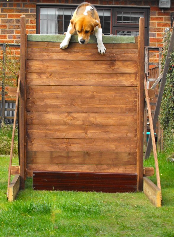 Beagle scale11.jpg