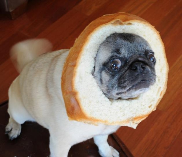 bread_pug.jpeg