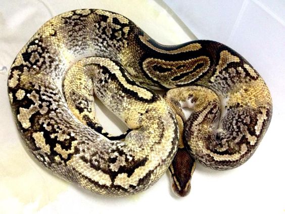 d0fa18f38d978dbbd611c279501ec2be--ball-python-paradox.jpg