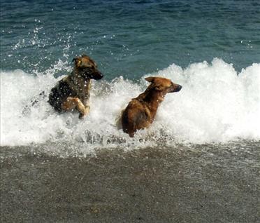 Dog Surfing 011.jpg