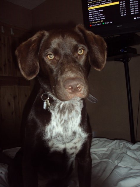 Husky cross sale springer spaniel