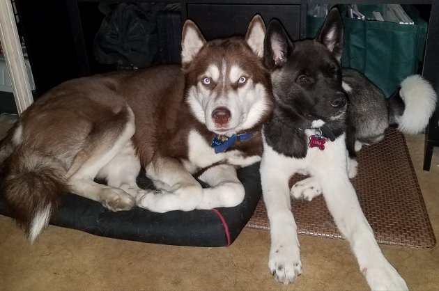 Hugo and Luna.jpg