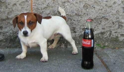 Jack-Russell-puddin-hija-de-MULTI-CAMPEON-20150111230002.jpg