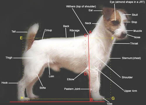 Jack-russell-terrier-standard.jpg