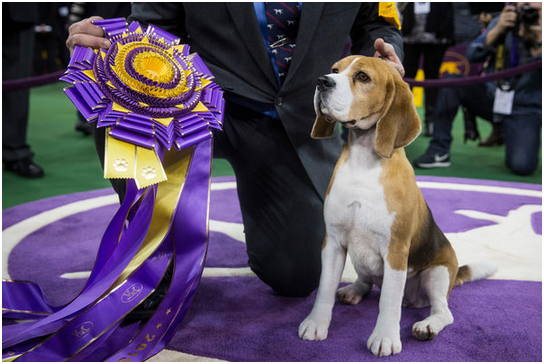 Miss P. Westminster2015.PNG