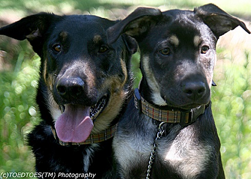 Moose-dog and Bat-dog.jpg