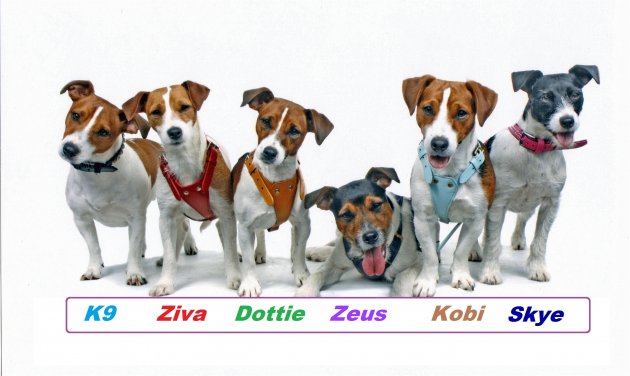 MY 6 JRT'S.jpg