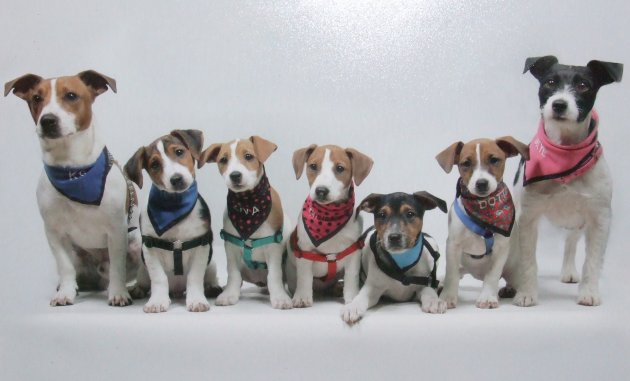 my7jackrussells.JPG