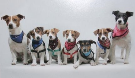 my_family_of_jack_russell_s.jpg