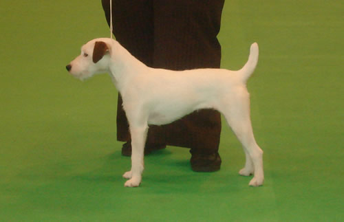 Parson-Russell-Terrier.jpg