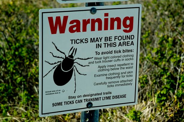 Warning-over-lyme-disease-threat-as-plague-of-ticks-expected-to-swarm-into-Britain-this-summer.jpg