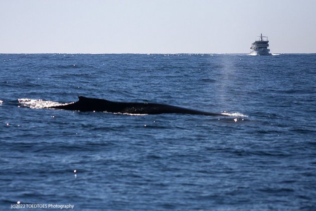 Whale Watch Cruise.jpg