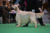 hen crufts 2012.jpg