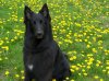 Casey with yellow flowers and no leash.jpg