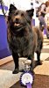 Odet Crufts 2013.jpg