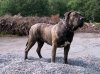 Presa-canario- Dark.jpg