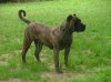 presa-canario- dark brindle.jpg