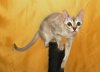 singapura_smallest_cat-250x181.jpg