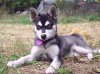 Alaskan-Klee-kai-1.jpg