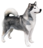 Alaskan Malamute.png