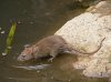 ag-common-rat-scavenging-close-to-the-river.jpg