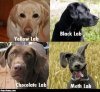 yellowlab_blacklab_chocolatelab_methlab_funny_dogs.jpg