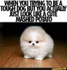 Cute Mash Potato Dog.jpg