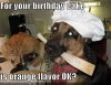 f074a1a376ab771f909d58ec267fb00a--funny-german-shepherds-funny-german-shepherd-pictures.jpg