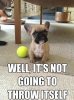 french-bulldog-funny.jpg