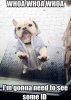 french-bulldog-funny-meme.jpg