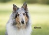 Savannah head shot jeremy pacacha.jpg