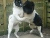 gorgeous-akita-pups-females-5b85405d7fc43.jpgl.jpg