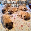 bed pugs.jpg