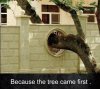 BREEDIA BECAUSE THE TREE CAME FIRST.jpg