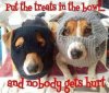 treats-jack-russells-meme.jpg