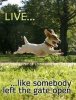 running-jack-russell-dog-meme.jpg