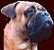 bullmastiff_lover