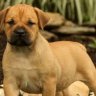 BoerboelMom